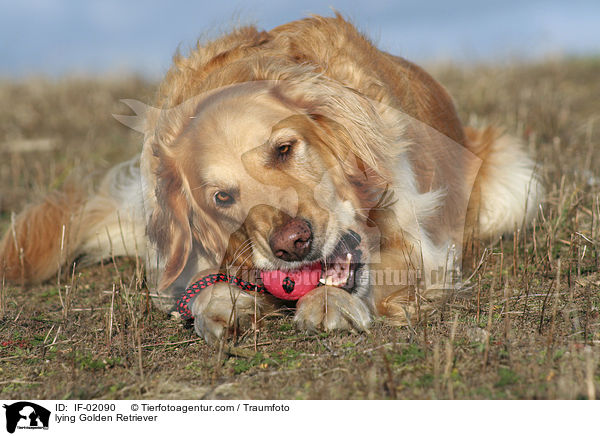 liegender Golden Retriever / lying Golden Retriever / IF-02090