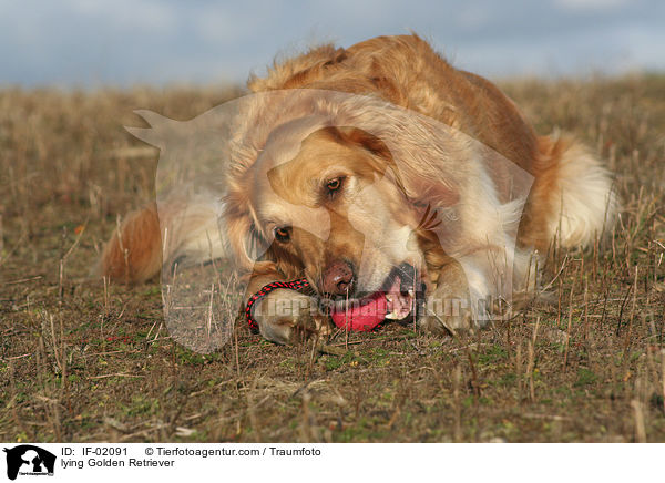 liegender Golden Retriever / lying Golden Retriever / IF-02091