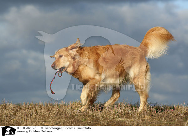 rennender Golden Retriever / running Golden Retriever / IF-02095