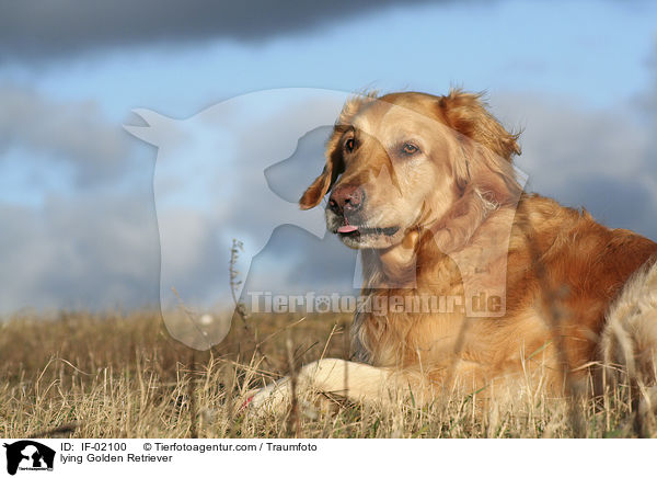 liegender Golden Retriever / lying Golden Retriever / IF-02100