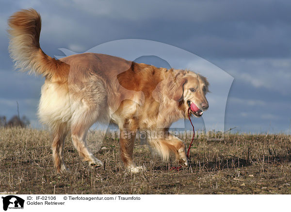 Golden Retriever / Golden Retriever / IF-02106