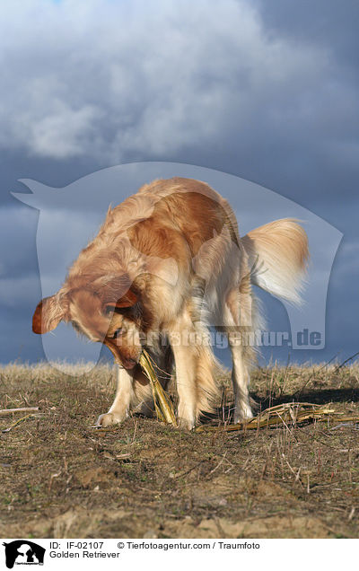 Golden Retriever / Golden Retriever / IF-02107
