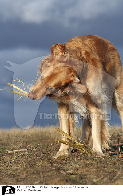 Golden Retriever / Golden Retriever / IF-02109