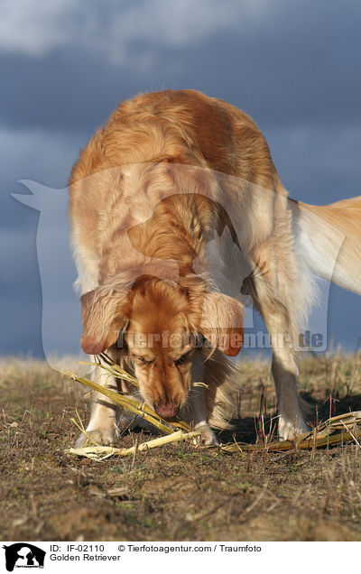 Golden Retriever / Golden Retriever / IF-02110