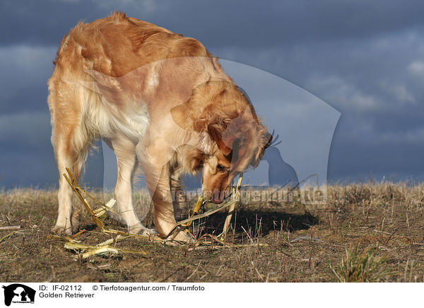 Golden Retriever / Golden Retriever / IF-02112