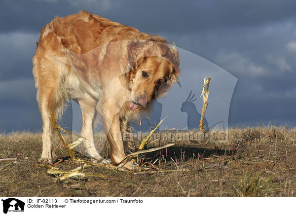 Golden Retriever / Golden Retriever / IF-02113