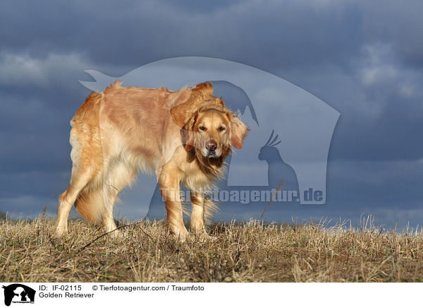 Golden Retriever / Golden Retriever / IF-02115