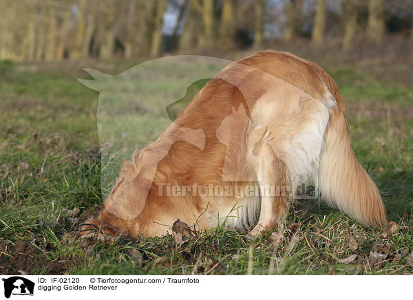 buddelnder Golden Retriever / digging Golden Retriever / IF-02120