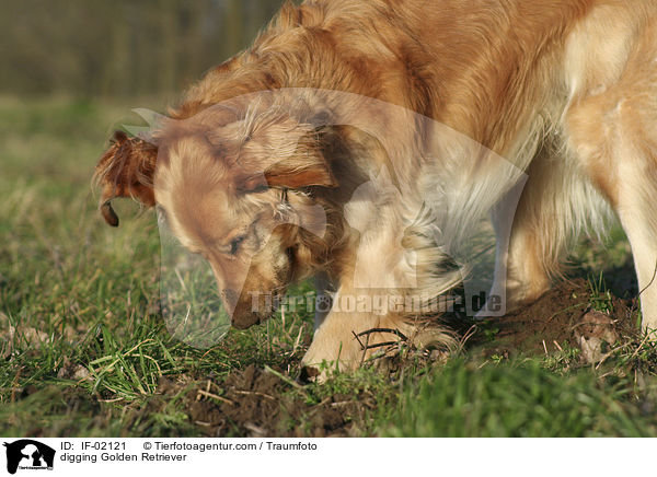 buddelnder Golden Retriever / digging Golden Retriever / IF-02121