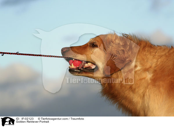 Golden Retriever Portrait / Golden Retriever Portrait / IF-02123
