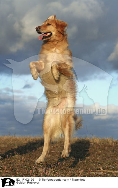 Golden Retriever / Golden Retriever / IF-02126