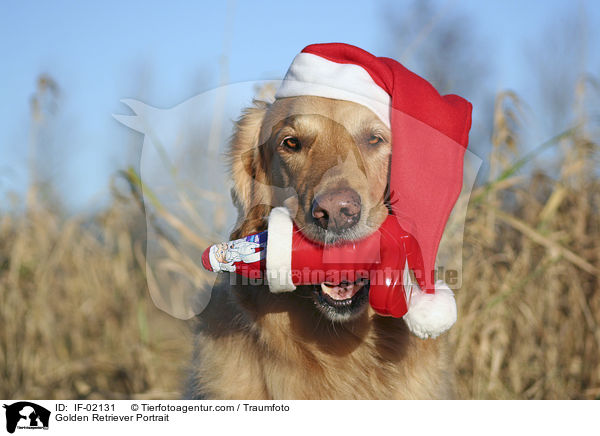 Golden Retriever Portrait / Golden Retriever Portrait / IF-02131