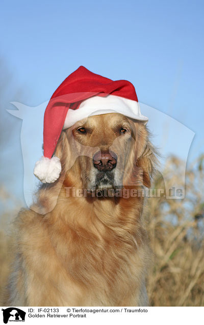 Golden Retriever Portrait / Golden Retriever Portrait / IF-02133