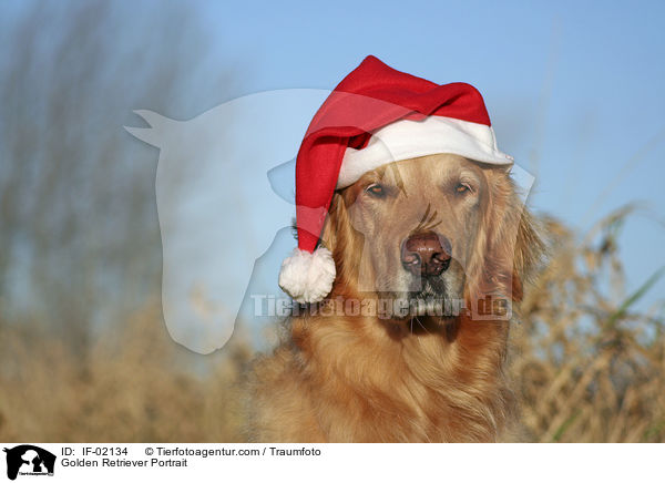 Golden Retriever Portrait / Golden Retriever Portrait / IF-02134