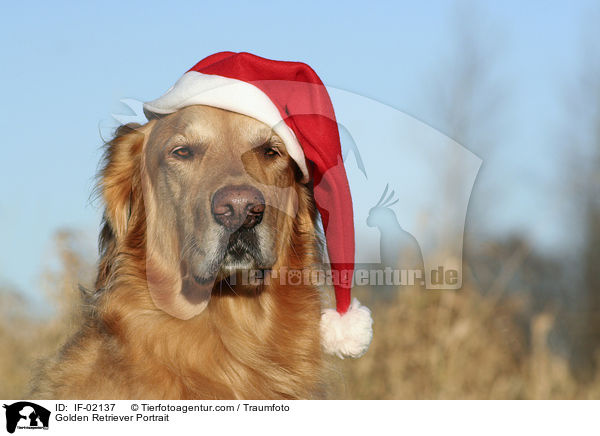 Golden Retriever Portrait / Golden Retriever Portrait / IF-02137