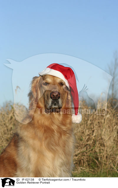 Golden Retriever Portrait / Golden Retriever Portrait / IF-02138