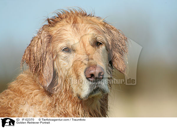 Golden Retriever Portrait / Golden Retriever Portrait / IF-02370