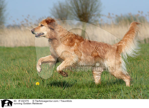 rennender Golden Retriever / running Golden Retriever / IF-02375