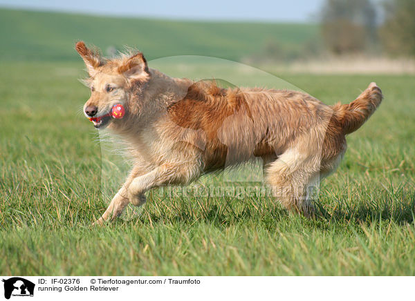 rennender Golden Retriever / running Golden Retriever / IF-02376