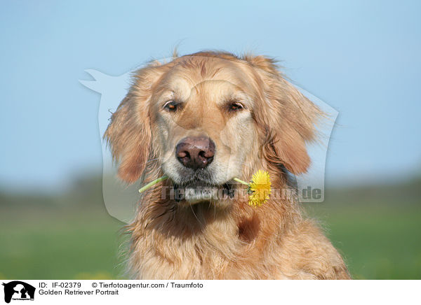 Golden Retriever Portrait / Golden Retriever Portrait / IF-02379