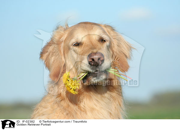 Golden Retriever Portrait / Golden Retriever Portrait / IF-02382