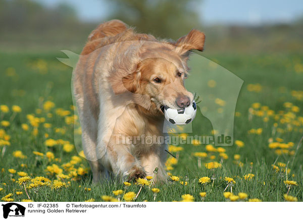 rennender Golden Retriever / running Golden Retriever / IF-02385