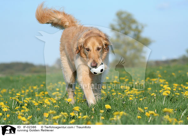 rennender Golden Retriever / running Golden Retriever / IF-02386