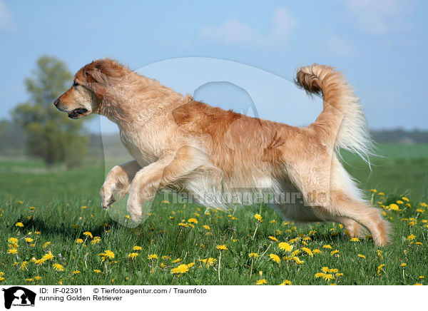 rennender Golden Retriever / running Golden Retriever / IF-02391