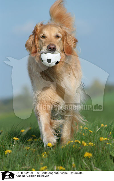 rennender Golden Retriever / running Golden Retriever / IF-02409