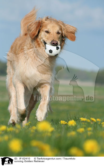 rennender Golden Retriever / running Golden Retriever / IF-02410