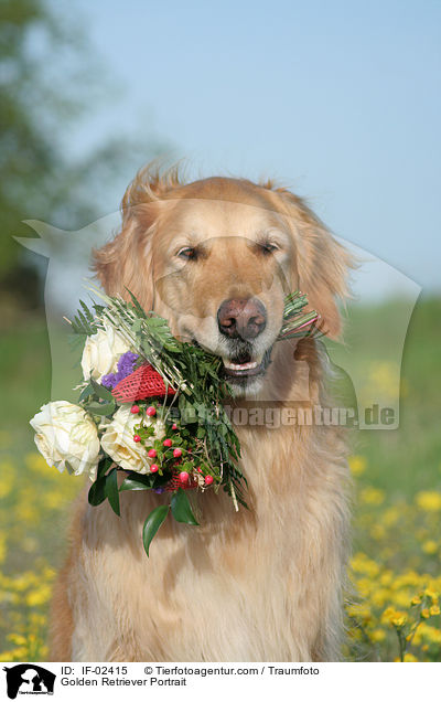 Golden Retriever Portrait / Golden Retriever Portrait / IF-02415