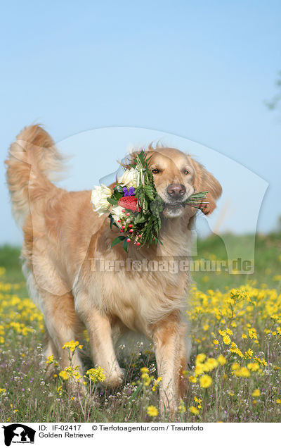 Golden Retriever / Golden Retriever / IF-02417