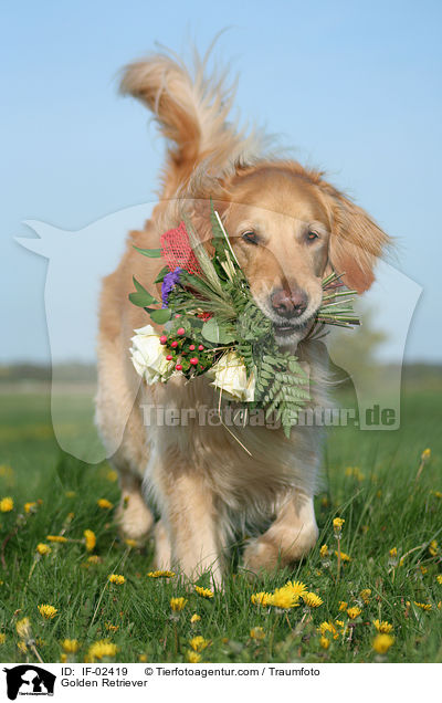Golden Retriever / Golden Retriever / IF-02419