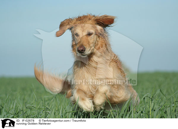 rennender Golden Retriever / running Golden Retriever / IF-02678