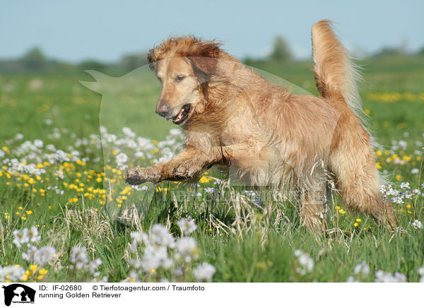 rennender Golden Retriever / running Golden Retriever / IF-02680