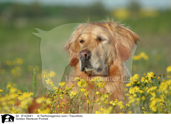 Golden Retriever Portrait / Golden Retriever Portrait / IF-02681