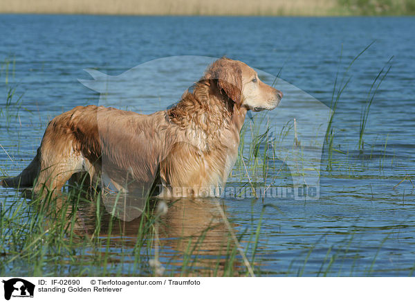 stehender Golden Retriever / standing Golden Retriever / IF-02690
