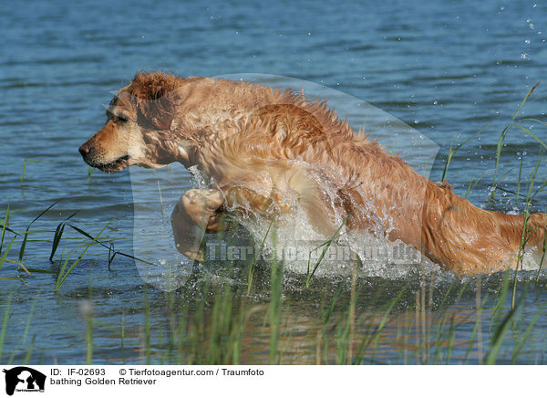 badender Golden Retriever / bathing Golden Retriever / IF-02693