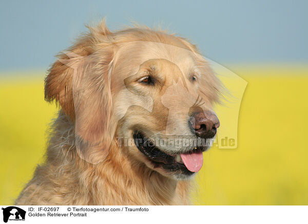 Golden Retriever Portrait / Golden Retriever Portrait / IF-02697