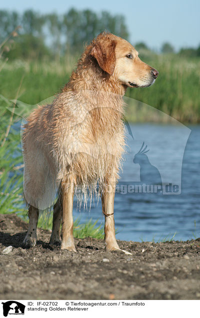 stehender Golden Retriever / standing Golden Retriever / IF-02702