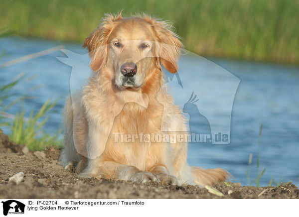 liegender Golden Retriever / lying Golden Retriever / IF-02704