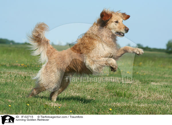 rennender Golden Retriever / running Golden Retriever / IF-02715