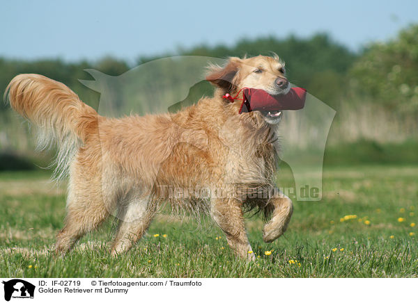 Golden Retriever mt Dummy / Golden Retriever mt Dummy / IF-02719