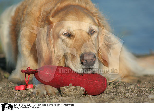 liegender Golden Retriever / lying Golden Retriever / IF-02732