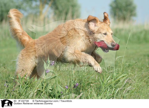 Golden Retriever mit Dummy / Golden Retriever retrieves Dummy / IF-02738