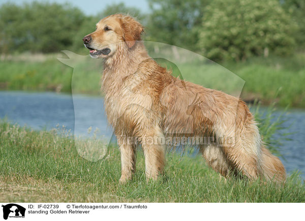 stehender Golden Retriever / standing Golden Retriever / IF-02739