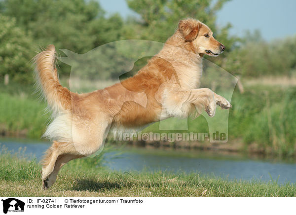 rennender Golden Retriever / running Golden Retriever / IF-02741