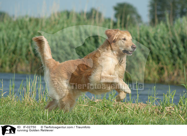 rennender Golden Retriever / running Golden Retriever / IF-02750