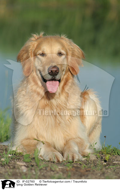 liegender Golden Retriever / lying Golden Retriever / IF-02760