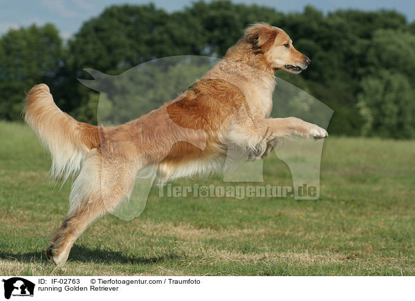 rennender Golden Retriever / running Golden Retriever / IF-02763